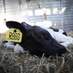 Sonny-on-his-rescue-day-Photo-We-Animals.jpg