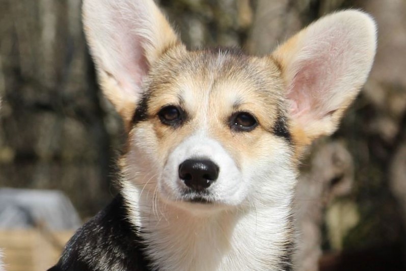 Welsh Corgi Pembroke koer